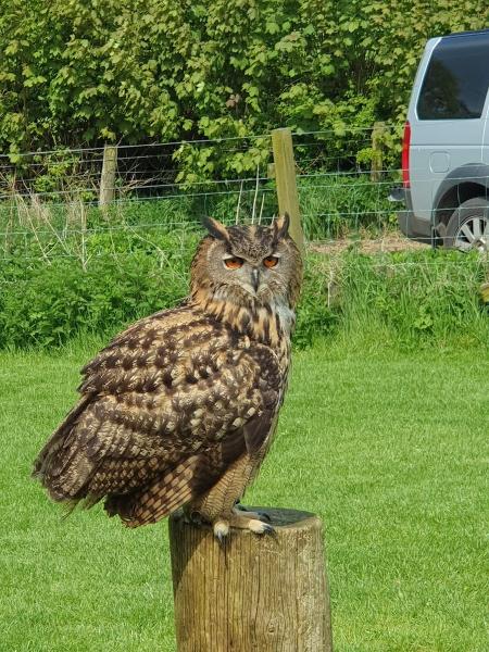 Hawk Walks Falconry Experiences N.I