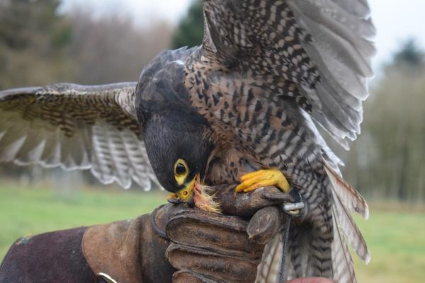 Hawk Walks Falconry Experiences N.I