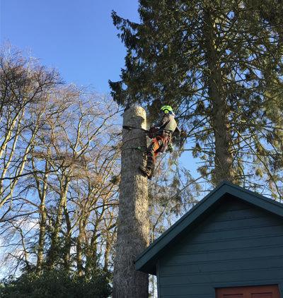 Turnbull Tree Care Ltd