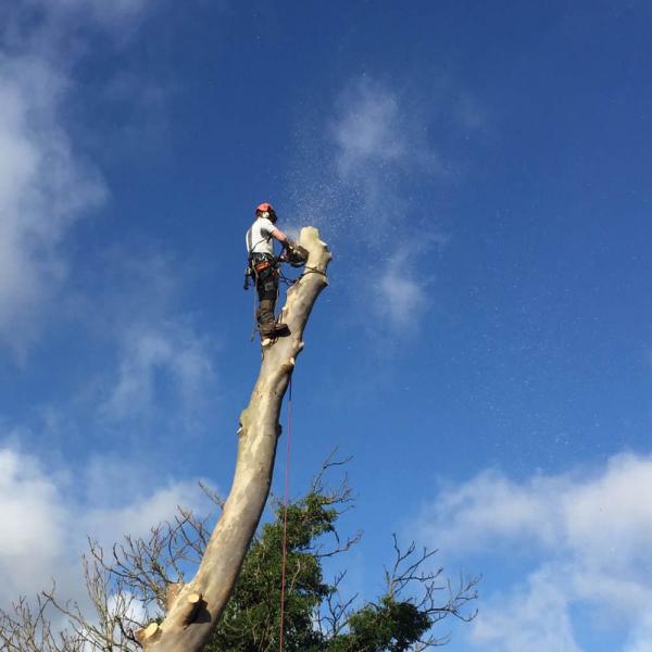 Southern Cross Tree Surgery