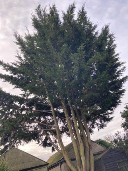 Tree Surgeon Colchester