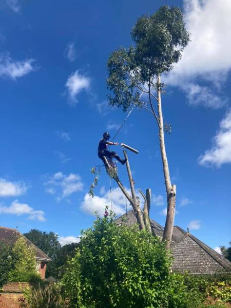 Tree Surgeon Colchester