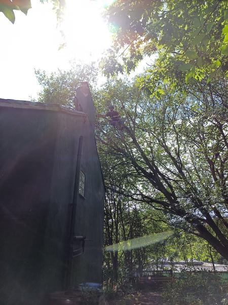 Pablo Linares Tree and Garden Services