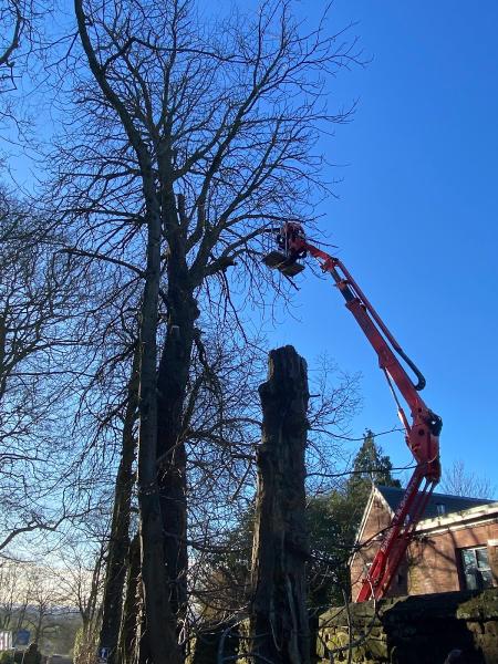 Rapid Tree Care Liverpool