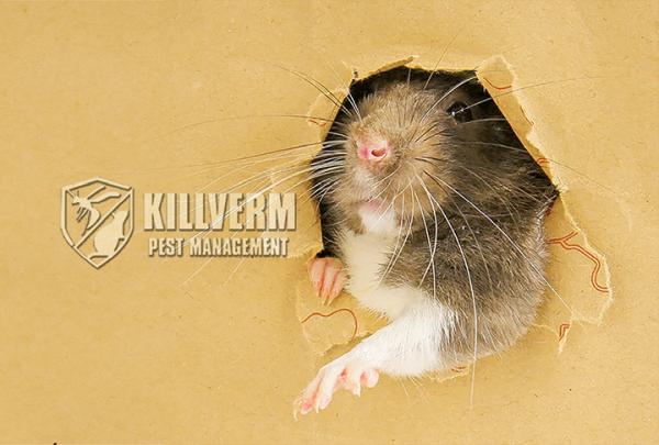 Killverm Pest Management