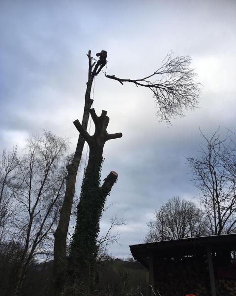 J.thomas Tree Surgery & Property Maintenance