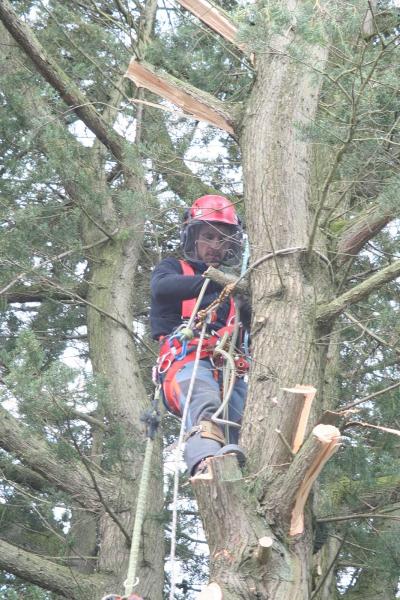 S.p.r Mc Gowan Tree Services