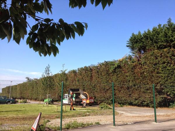 Sedgemoor Tree Services Ltd