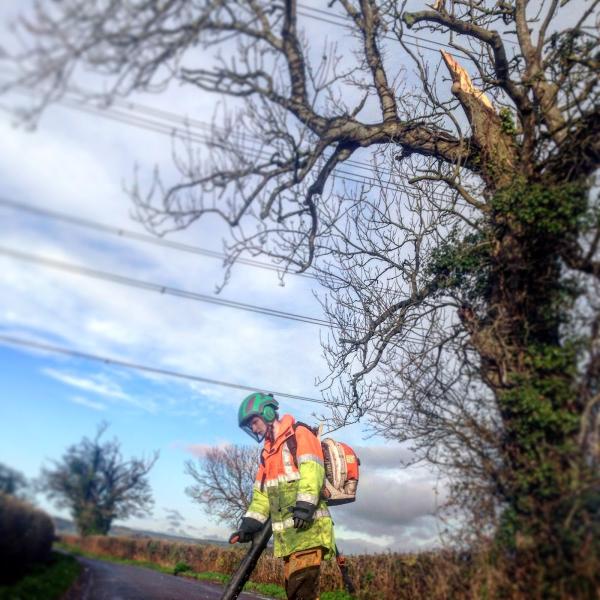 Sedgemoor Tree Services Ltd