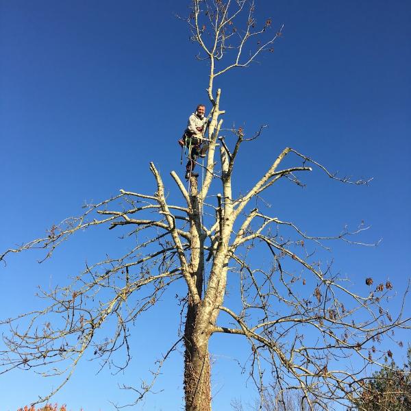 Clearview Tree Surgery