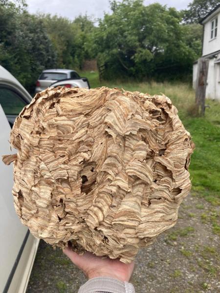 Luxton Pest Control Devon