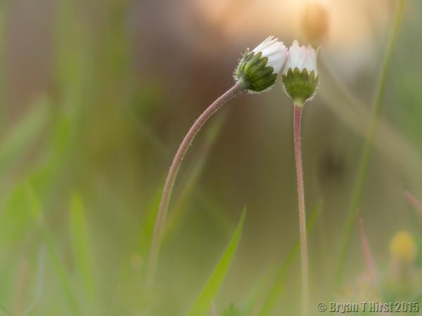 B T H Home & Gardens