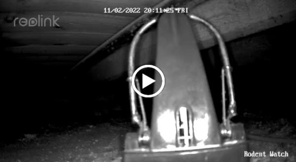 Little & Large Pest Control Ltd