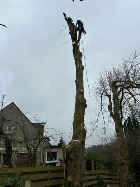 Dalmore Tree Care