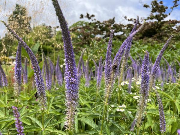 Native Gardens