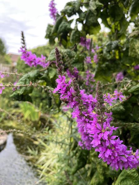 Native Gardens