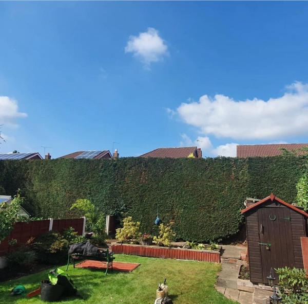 Morris Brown Arborist