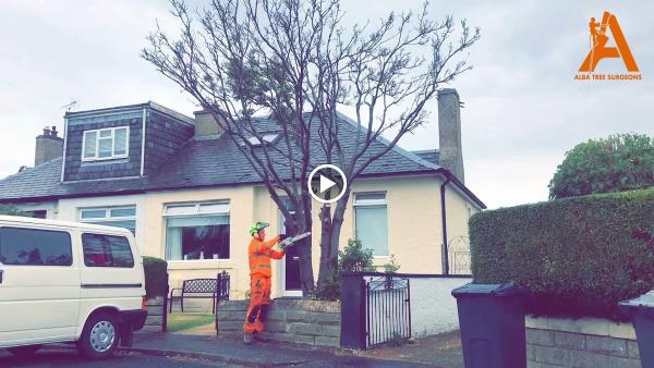 Alba Tree Surgeons