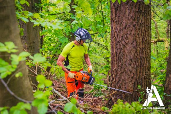 Alba Tree Surgeons