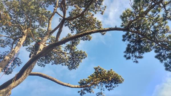 KM Treeworks