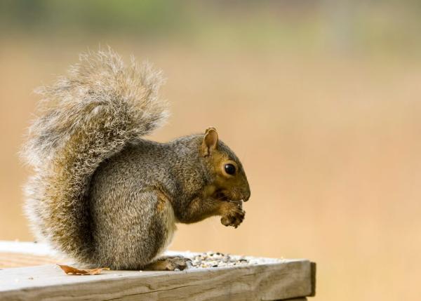 Pests Control Edinburgh