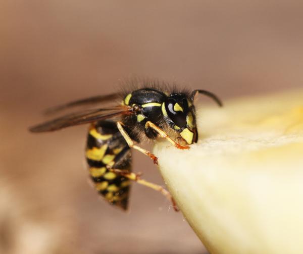 Pests Control Edinburgh