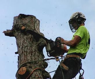 Agm Tree Surgery