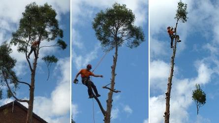 Agm Tree Surgery