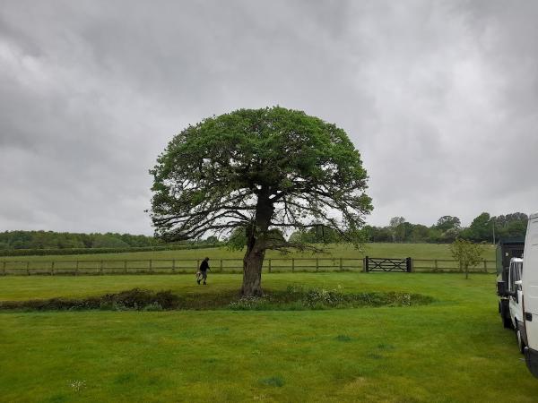 Ian Allston Tree Surgery Ltd