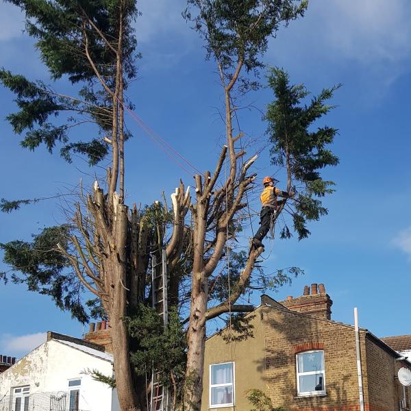 G&D Tree Care and Garden Maintenance