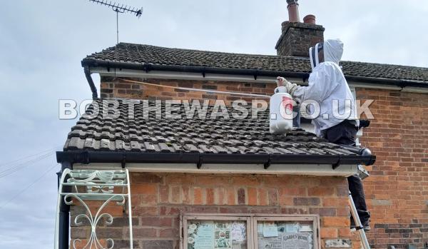 Wasp Nest Removal