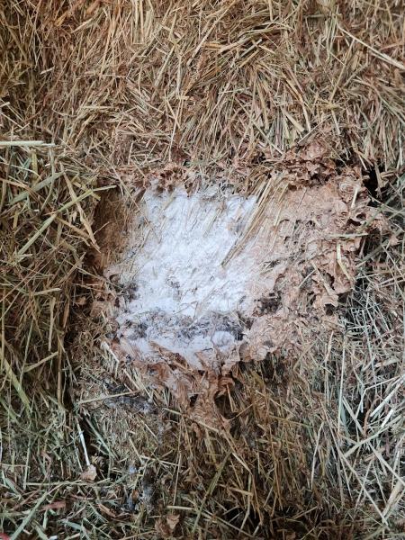 Wasp Nest Removal