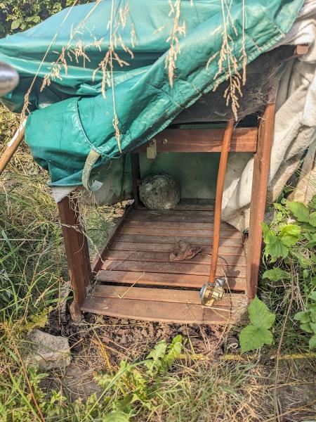 Wasp Nest Removal