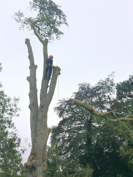 Tree Worx Ltd