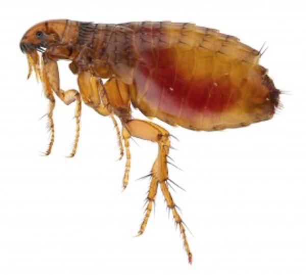 ERD Pest Control Hertfordshire