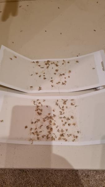 ERD Pest Control Hertfordshire