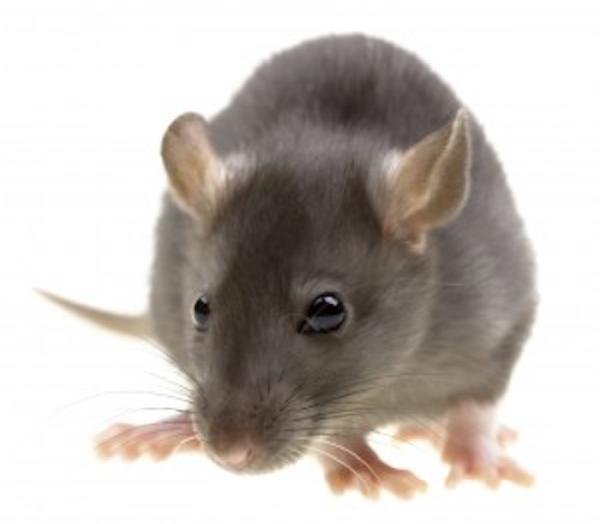 ERD Pest Control Hertfordshire