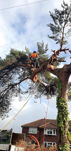 A R B Tree Services