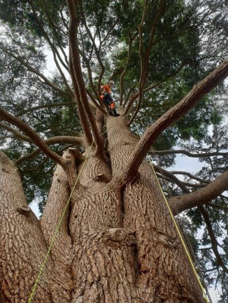 Tree-Volution