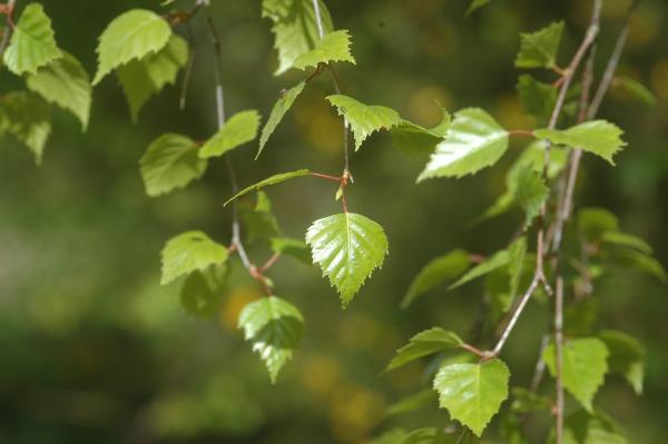 Treetop to Workshop