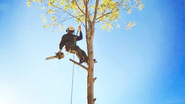 Cole & Sons Tree Surgery & Landscaping