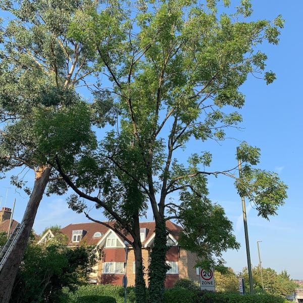 Out On A Limb Tree Surgery