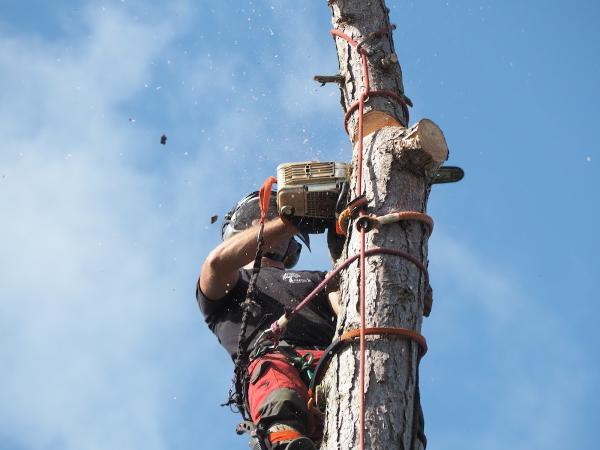 Young's Tree Services