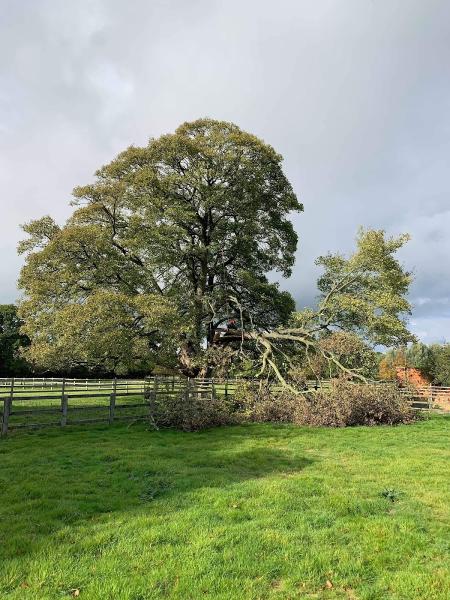 JNM Tree Services