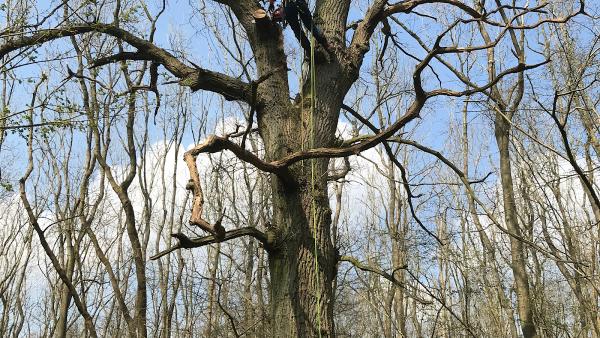 Mark Botwright Tree Services