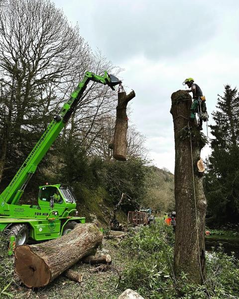 Max Reynolds Tree Services