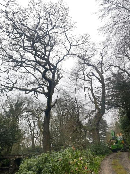 Max Reynolds Tree Services