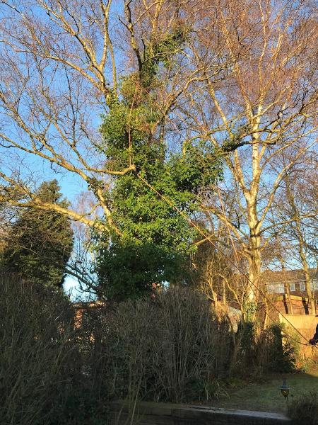 Rotherham Tree Surgeons