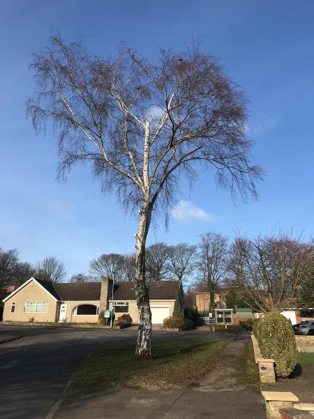 Rotherham Tree Surgeons