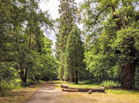 Careys Tree Care AND Landscapes